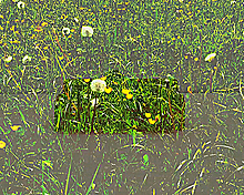 video still image